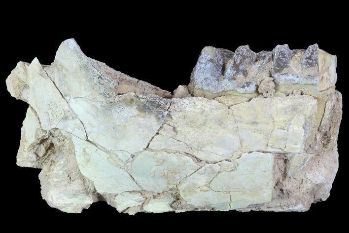 Hyracodon (Running Rhino) Jaw Section - South Dakota #90259
